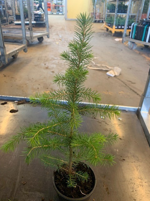 Ель колючая Маджестик Блю